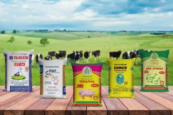 Mẫu bao bì thức ăn chăn nuôi của công Bao Bì Ánh Sáng - bao bì thức ăn chăn nuôi