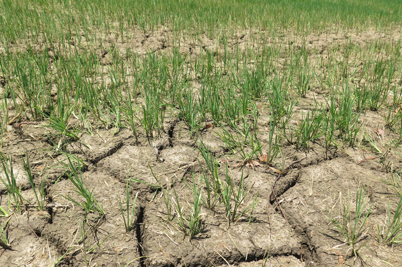 Biến đổi khí hậu làm lúa phát triển không tốt - mua bao đựng lúa