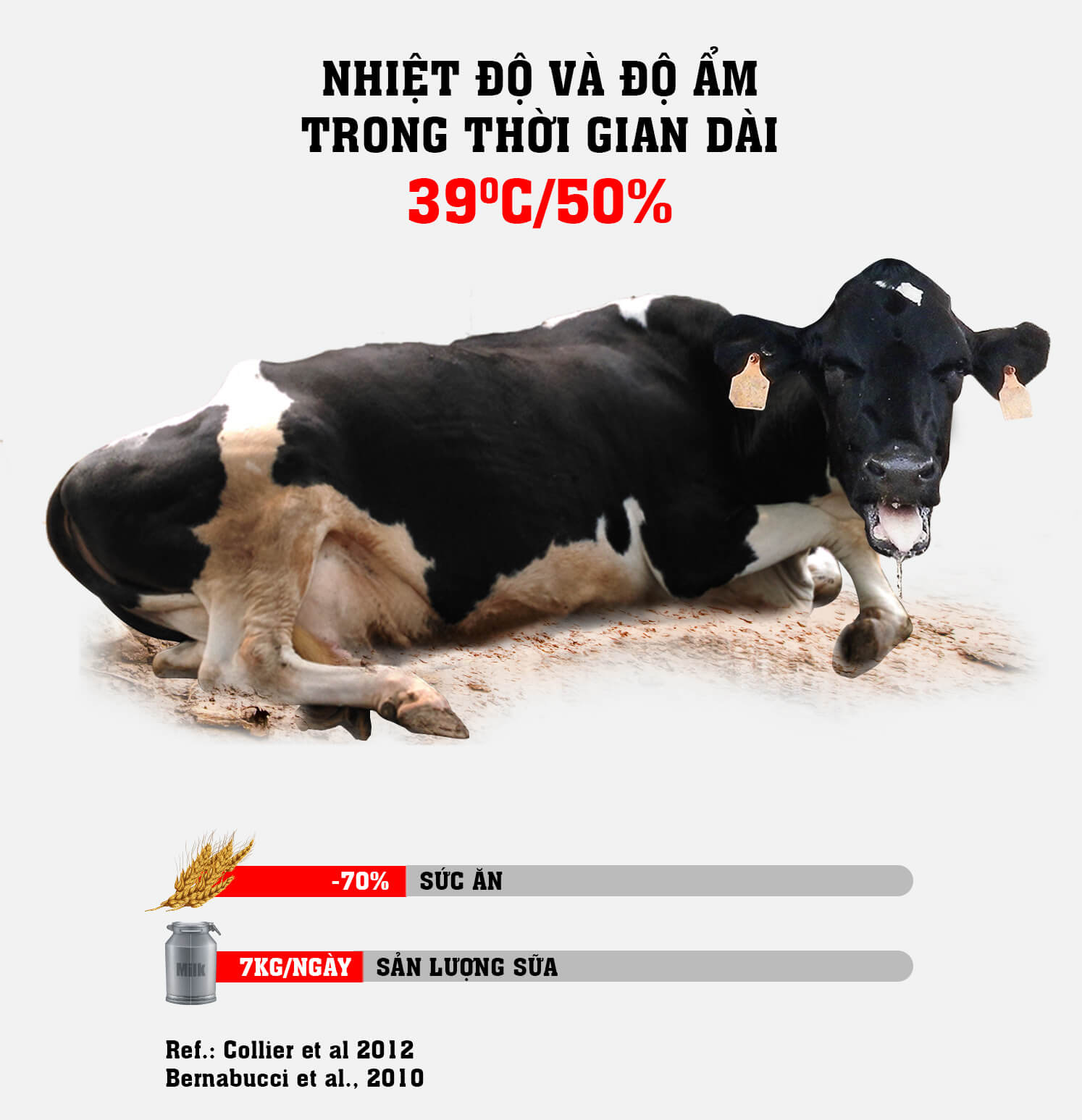 Nhiệt độ trên 39oC liên tục làm giảm sức ăn và sản lượng sữa của bò[4].
