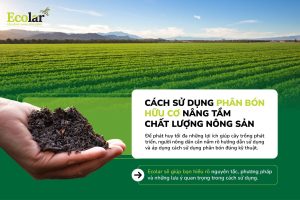 Cách Sử Dụng Phân Bón Hữu Cơ Nâng Tầm Chất Lượng Nông Sản