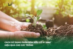 Cách Sử Dụng Phân Bón Hữu Cơ Vi Sinh Hiệu Quả Cho Cây Trồng