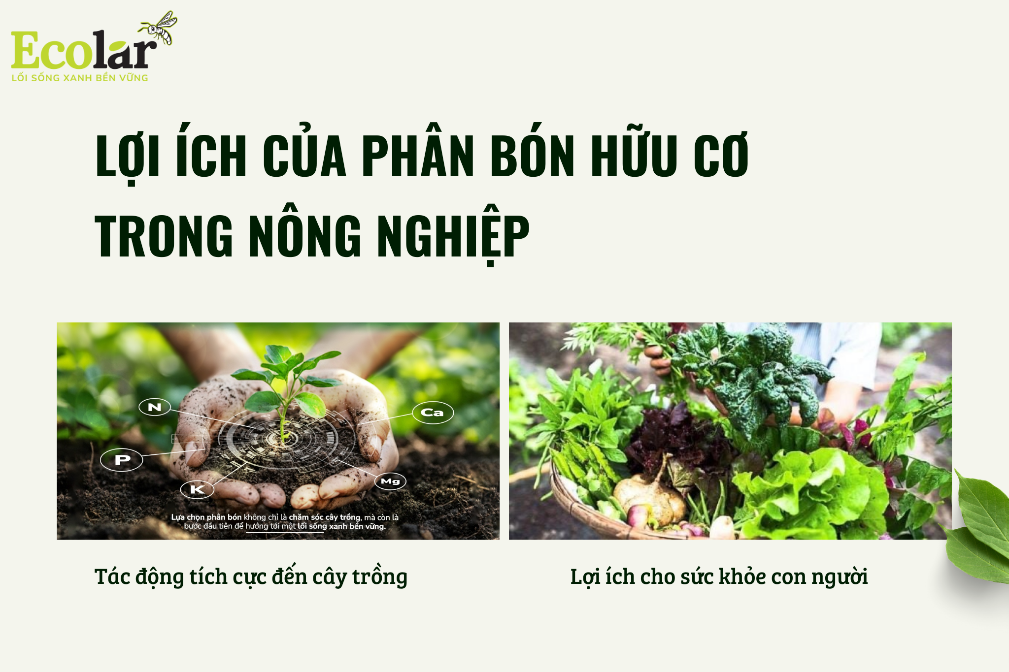 loi ich cua pbhc Bao Bì Ánh Sáng - Chuyên Gia Bao Bì PP Dệt