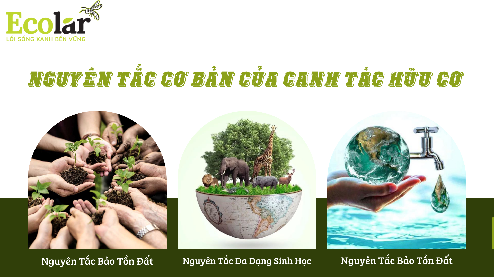 nguyen tac Bao Bì Ánh Sáng - Chuyên Gia Bao Bì PP Dệt