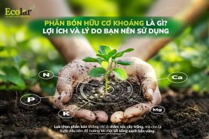 phan bon huu co khoang Bao Bì Ánh Sáng - Chuyên Gia Bao Bì PP Dệt