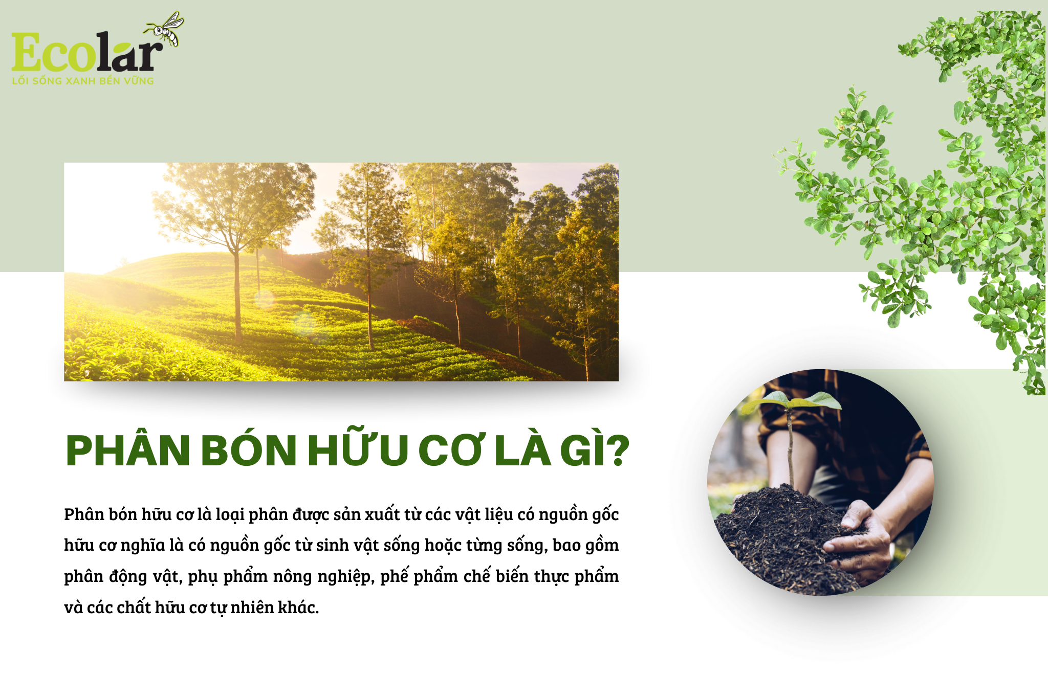 phan bon huu co la gi 4 Bao Bì Ánh Sáng - Chuyên Gia Bao Bì PP Dệt