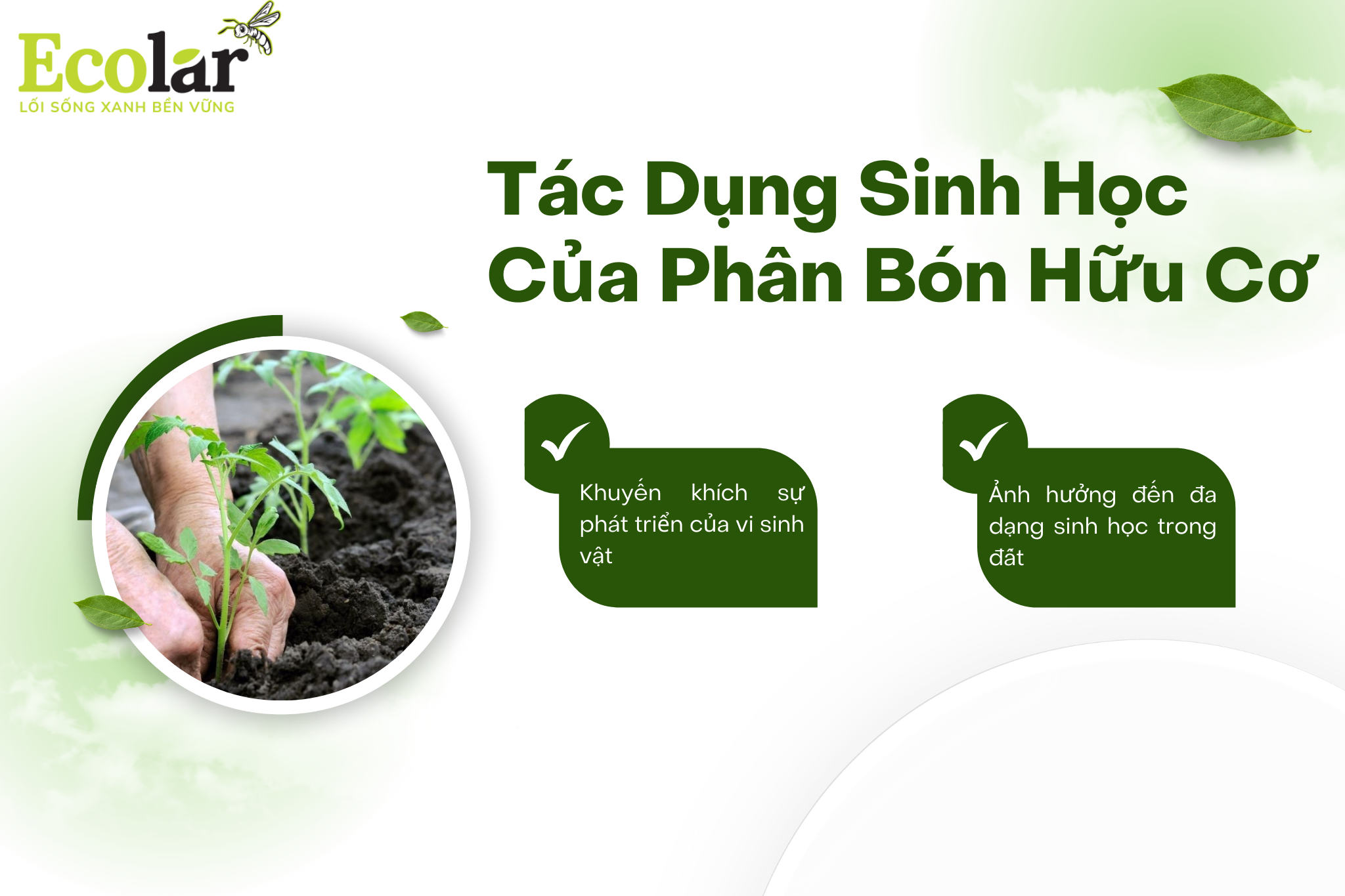 tac dung sinh hoc cua pbhc Bao Bì Ánh Sáng - Chuyên Gia Bao Bì PP Dệt