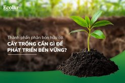 Thành Phần Phân Bón Hữu Cơ: Cây Trồng Cần Gì Để Phát Triển Bền Vững?