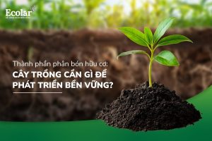 Thành Phần Phân Bón Hữu Cơ: Cây Trồng Cần Gì Để Phát Triển Bền Vững?