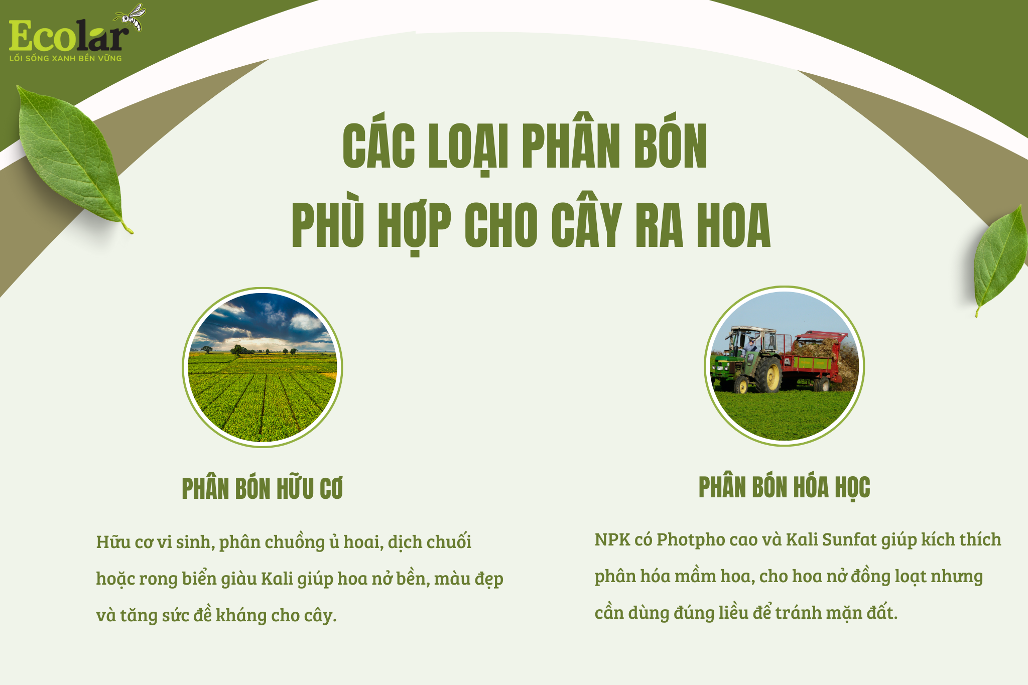 1. cac loai phan bon Bao Bì Ánh Sáng - Chuyên Gia Bao Bì PP Dệt