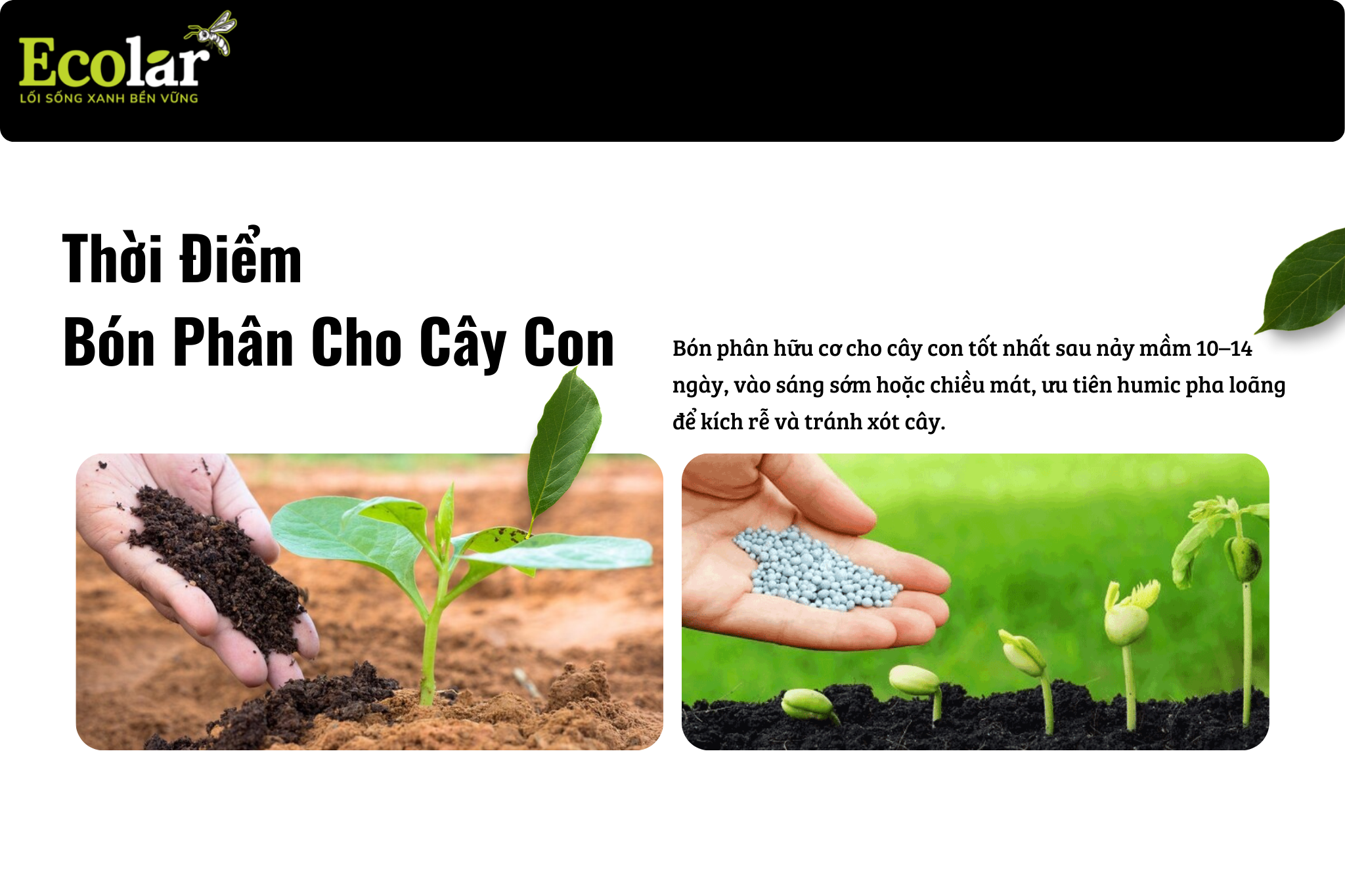 2 thoi diem bon phan cho cay con Bao Bì Ánh Sáng - Chuyên Gia Bao Bì PP Dệt