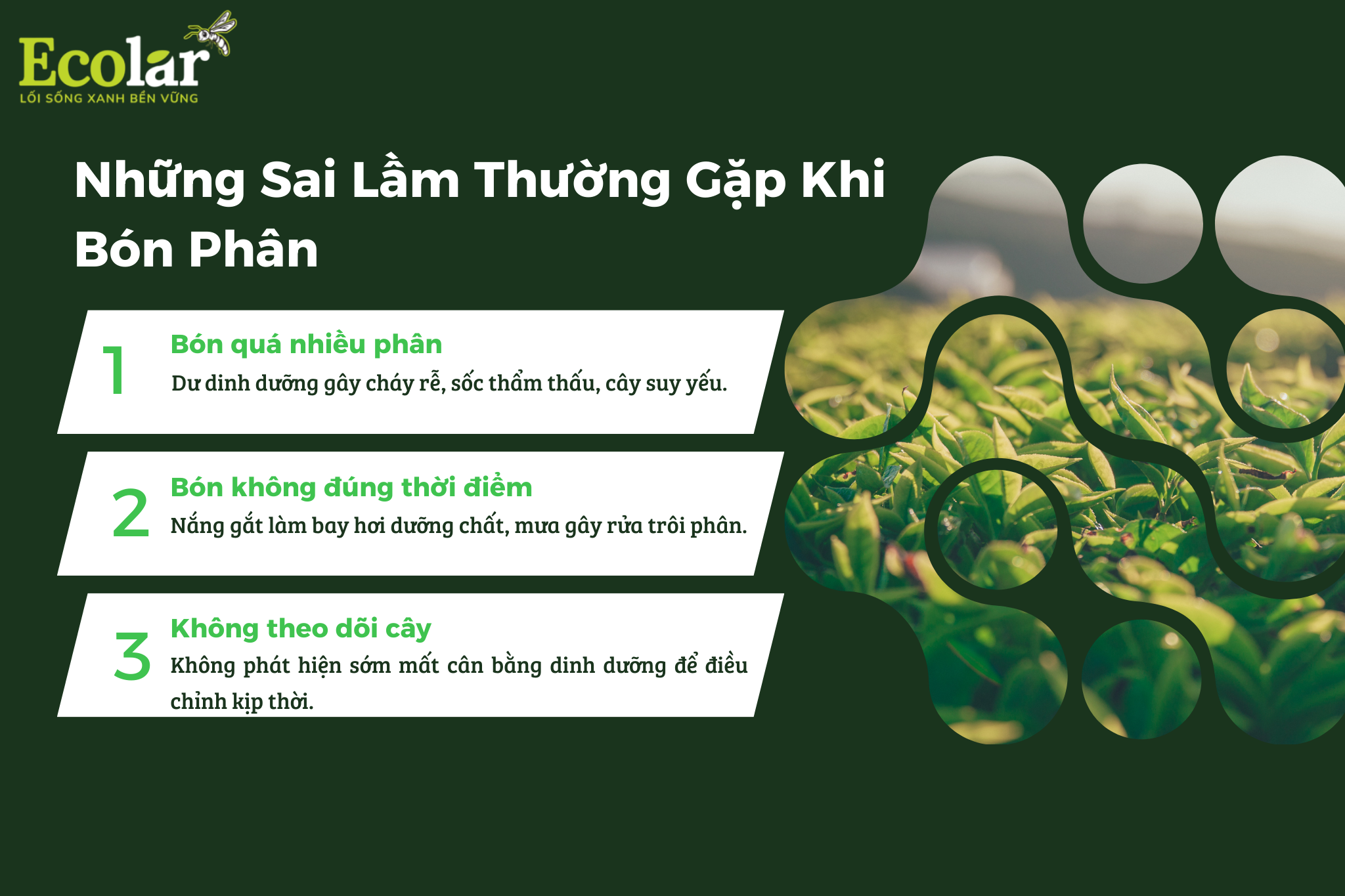 5 1 Bao Bì Ánh Sáng - Chuyên Gia Bao Bì PP Dệt