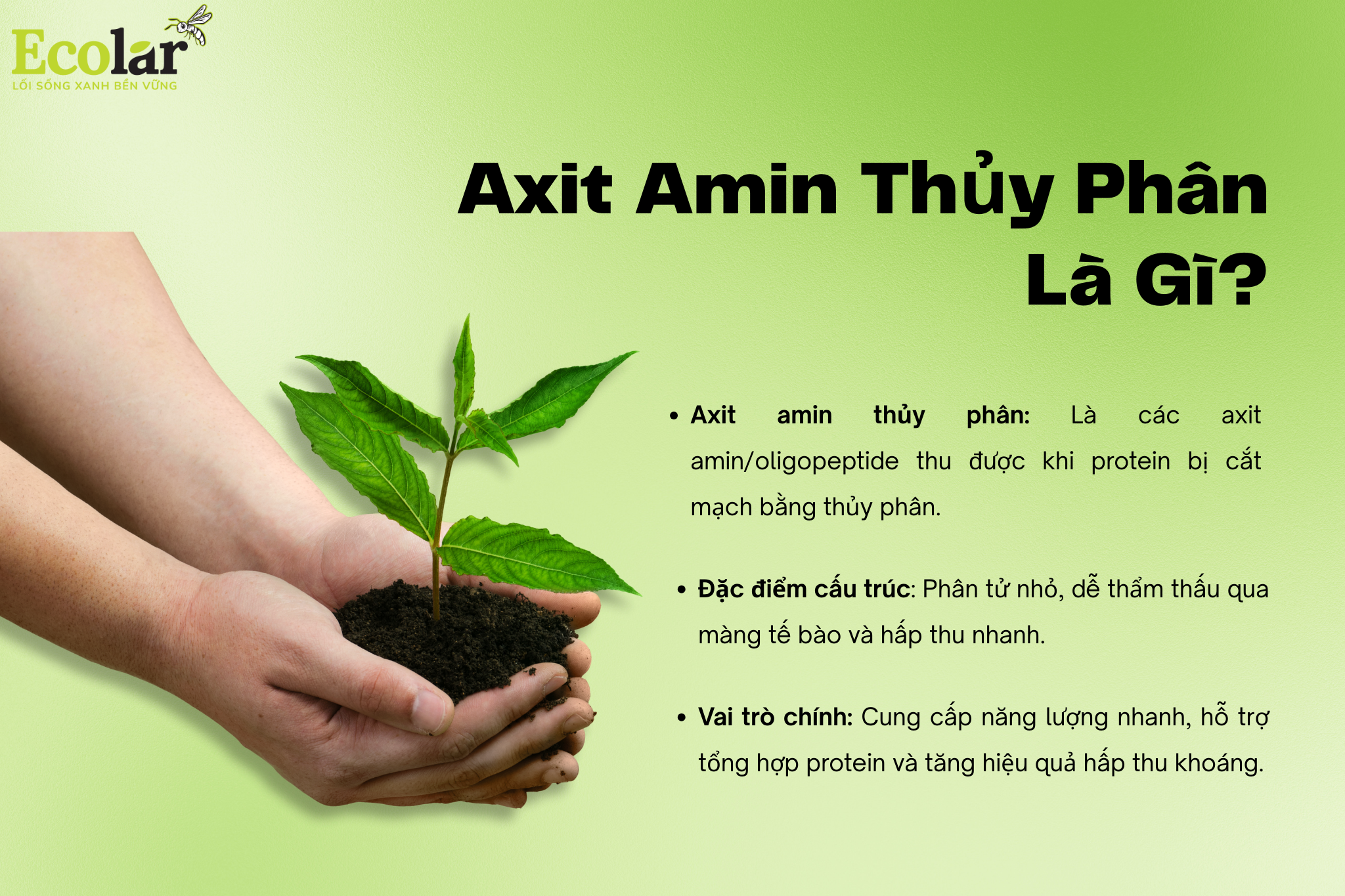 axit amin thuy phan la gi Bao Bì Ánh Sáng - Chuyên Gia Bao Bì PP Dệt
