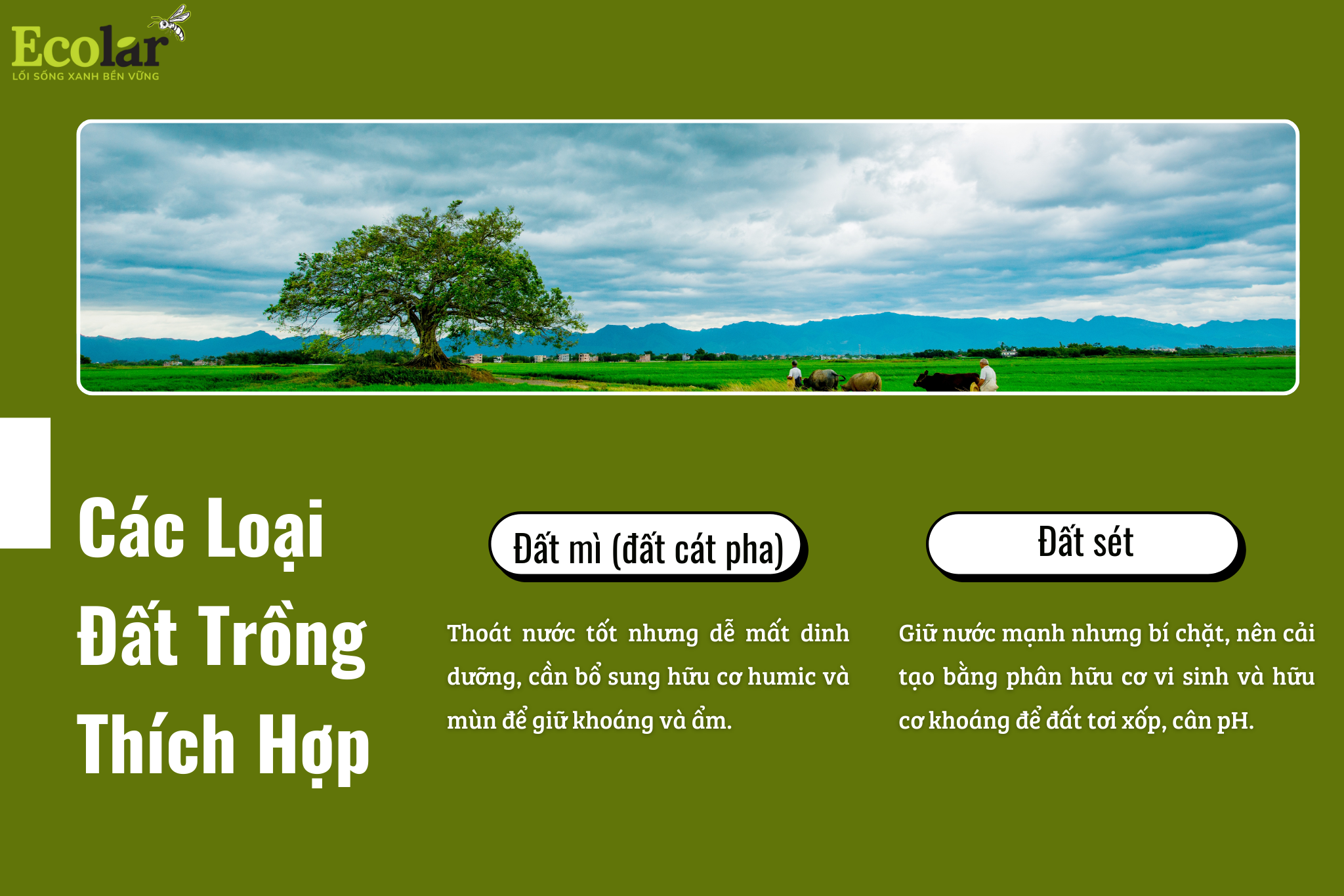 cac loai dat trong Bao Bì Ánh Sáng - Chuyên Gia Bao Bì PP Dệt