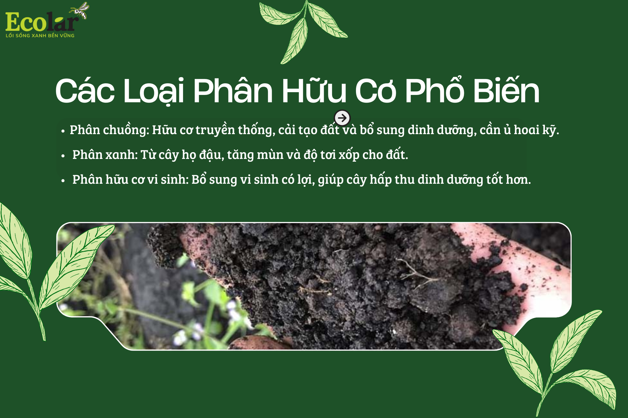 cac loai Bao Bì Ánh Sáng - Chuyên Gia Bao Bì PP Dệt