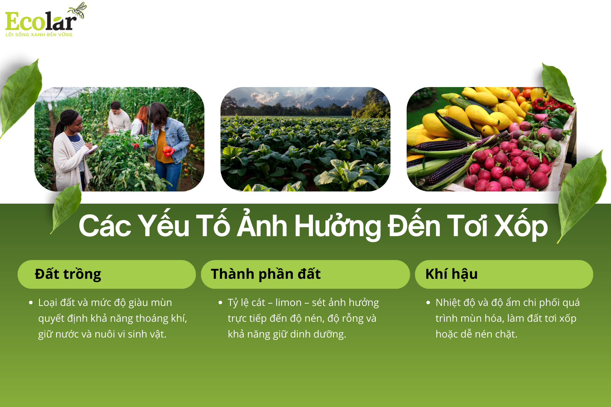 cac yeu to Bao Bì Ánh Sáng - Chuyên Gia Bao Bì PP Dệt