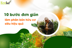 Hướng Dẫn Cách Làm Phân Bón Hữu Cơ Tại Nhà Đúng Kỹ Thuật Từ A–Z