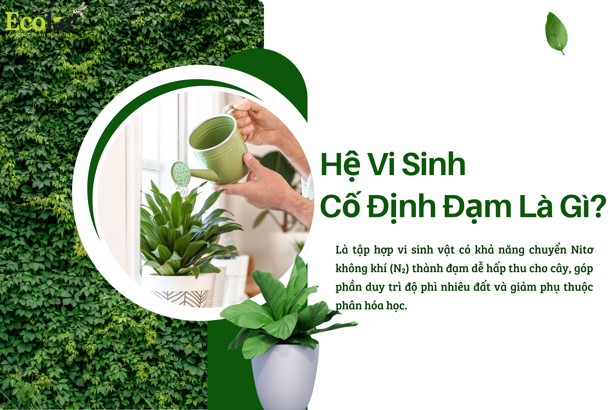 he vi sinh co dinh dam la gi Bao Bì Ánh Sáng - Chuyên Gia Bao Bì PP Dệt