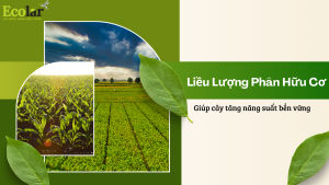 Liều Lượng Phân Hữu Cơ Chuẩn Kỹ Thuật Giúp Tăng Năng Suất