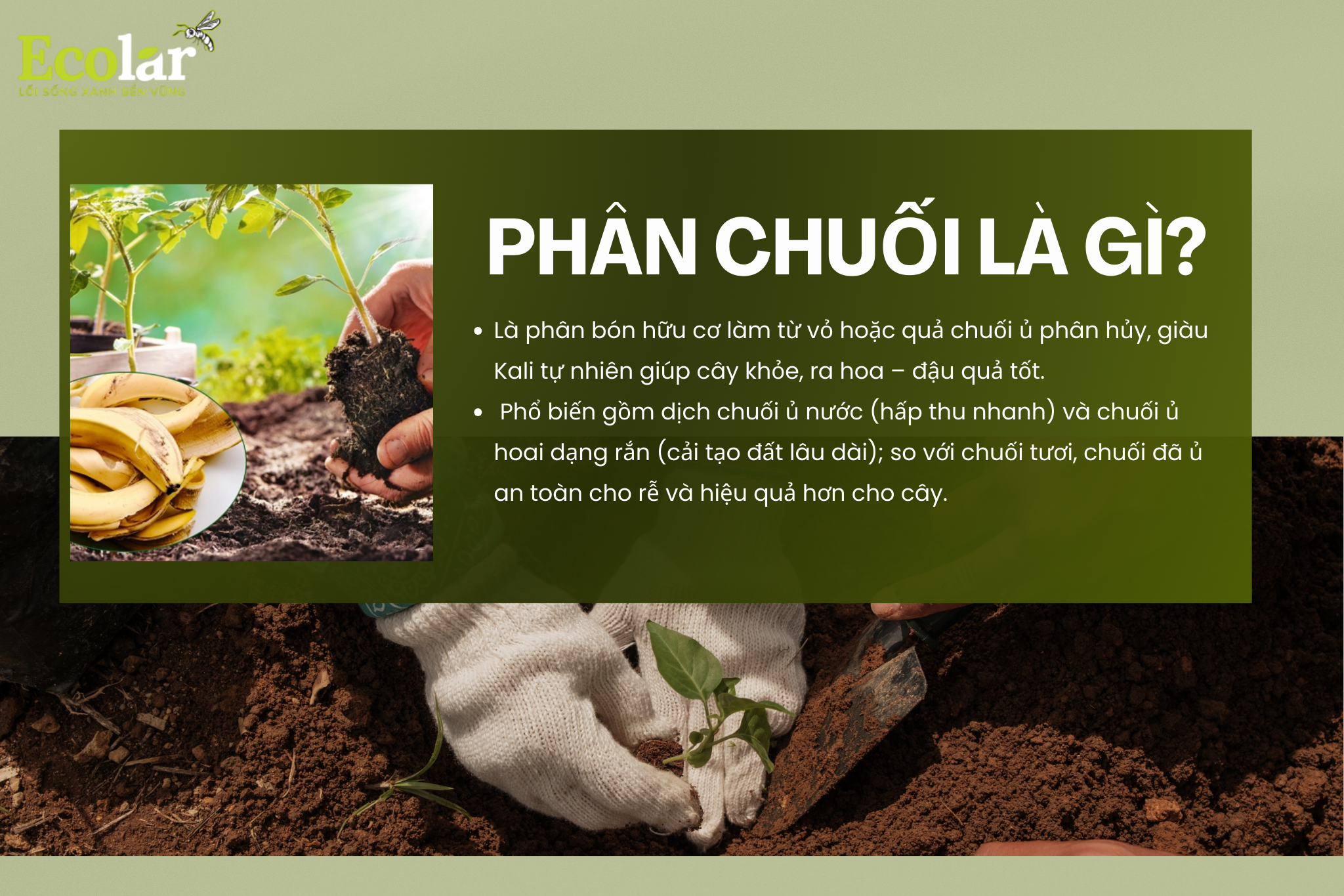 phan chuoi la gi Bao Bì Ánh Sáng - Chuyên Gia Bao Bì PP Dệt