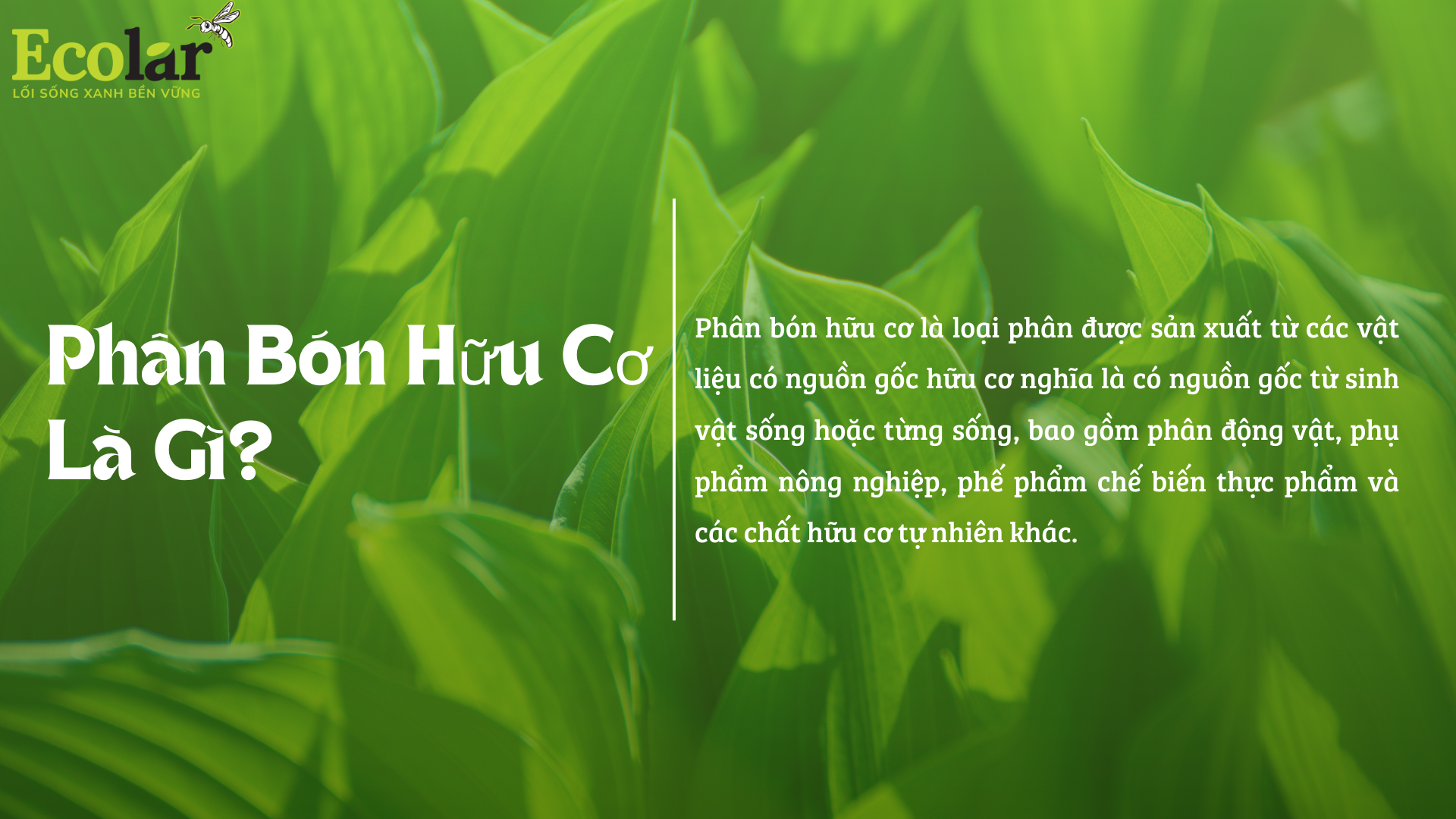 phan huu co la gi 1 Bao Bì Ánh Sáng - Chuyên Gia Bao Bì PP Dệt