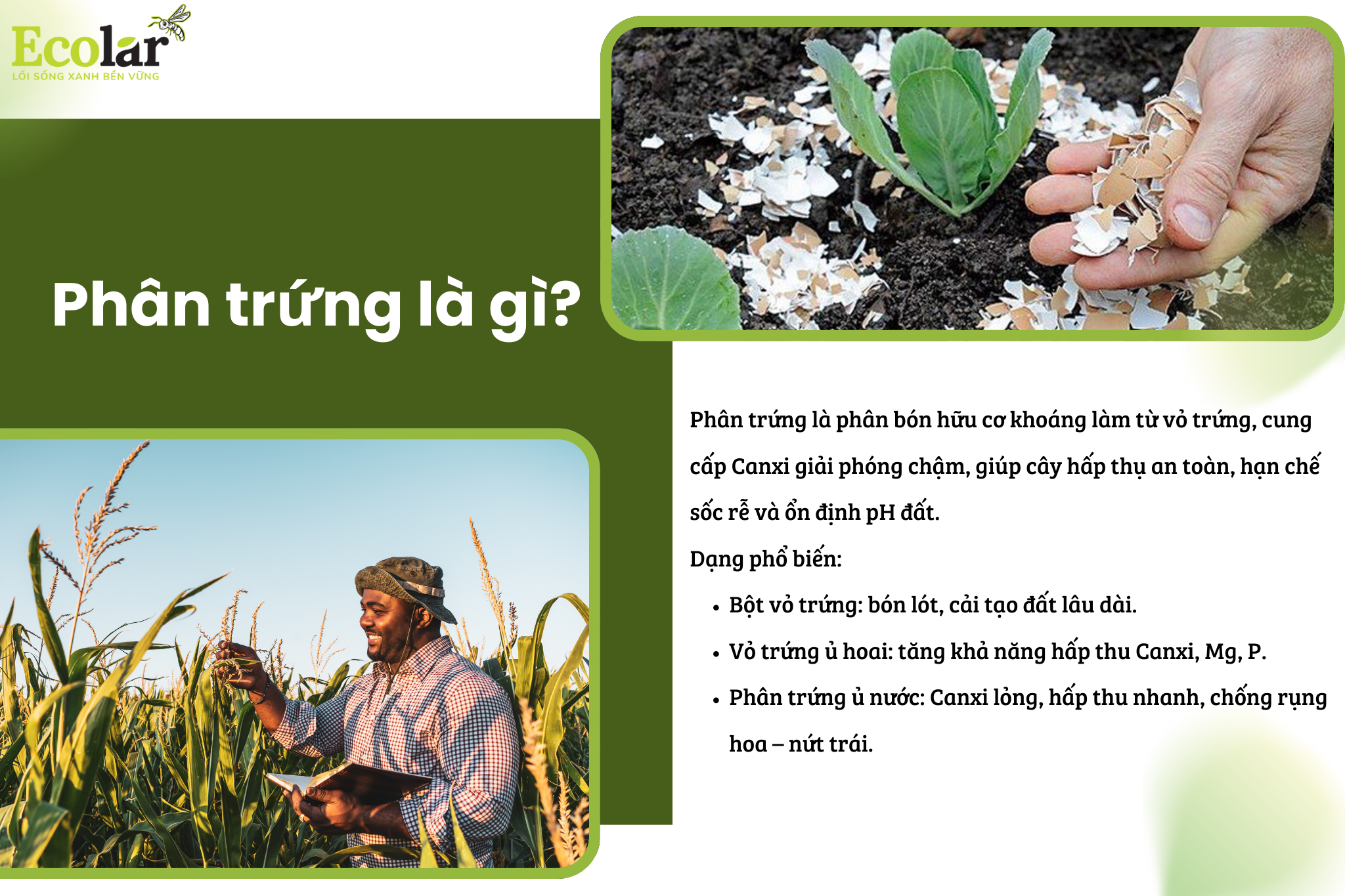 phan trung la gi Bao Bì Ánh Sáng - Chuyên Gia Bao Bì PP Dệt