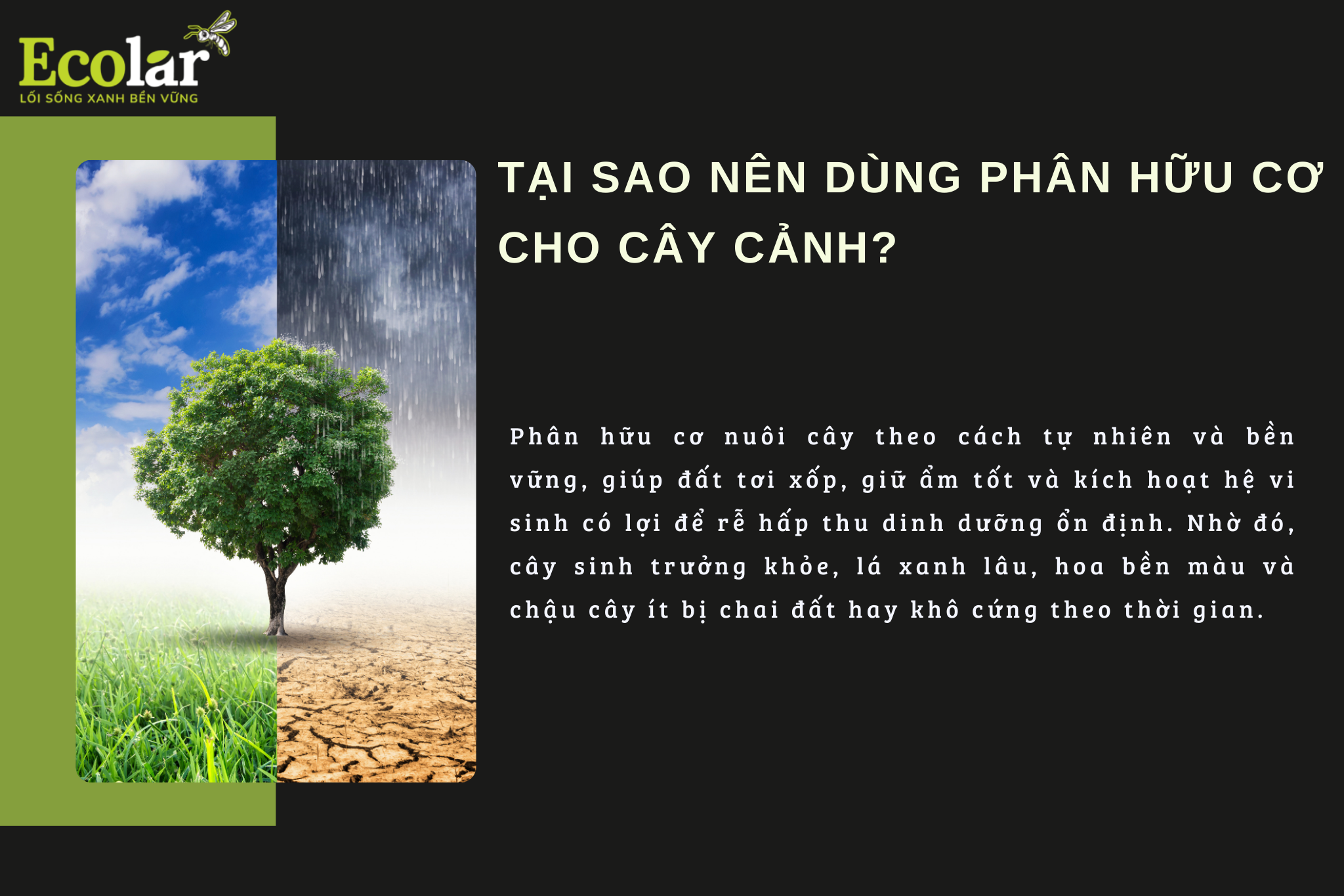 tai sao 1 Bao Bì Ánh Sáng - Chuyên Gia Bao Bì PP Dệt