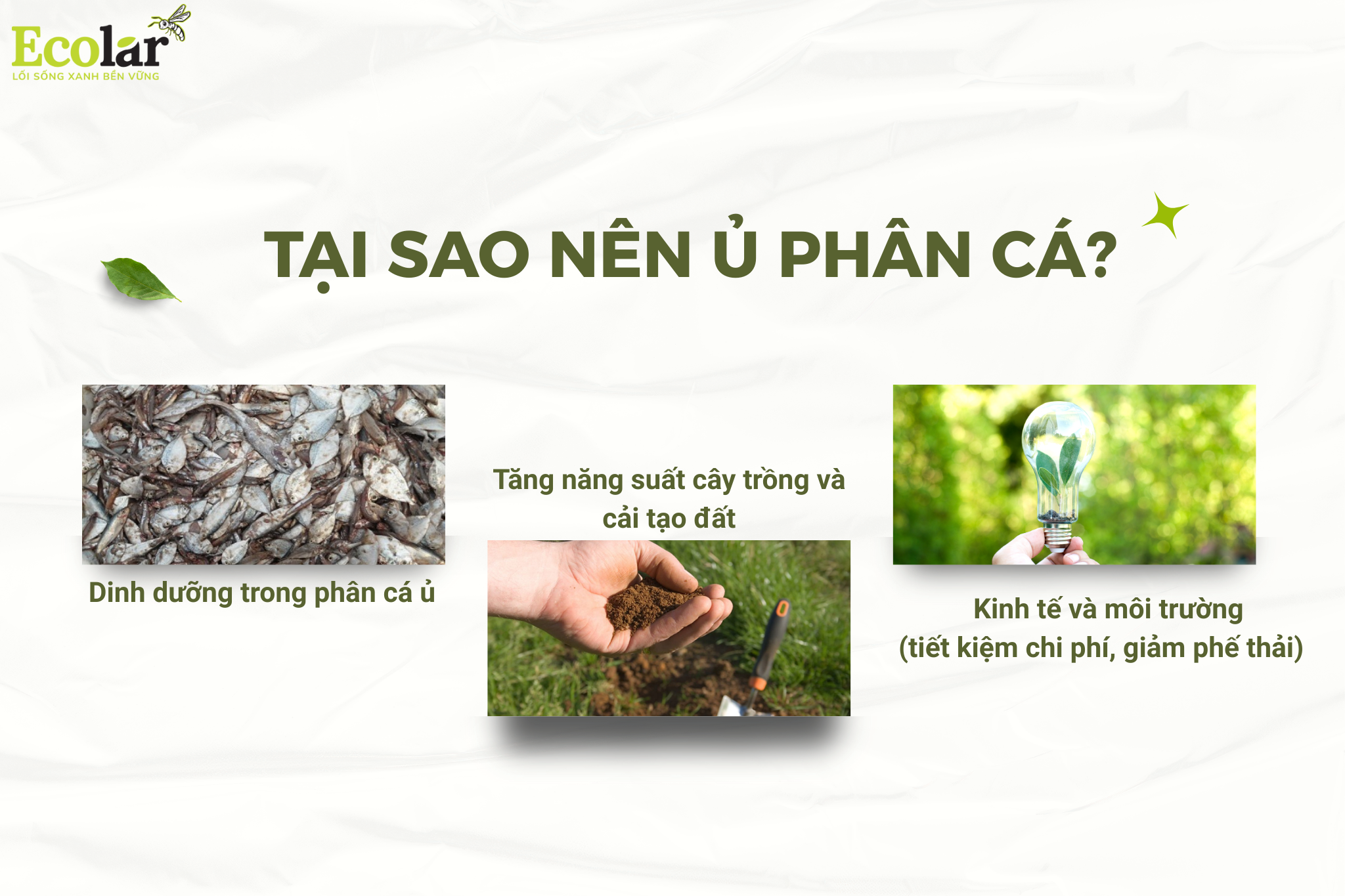 Ủ phân cá tại nhà: Quy trình, công thức và cách khử mùi 5 tai sao 2 Bao Bì Ánh Sáng - Chuyên Gia Bao Bì PP Dệt