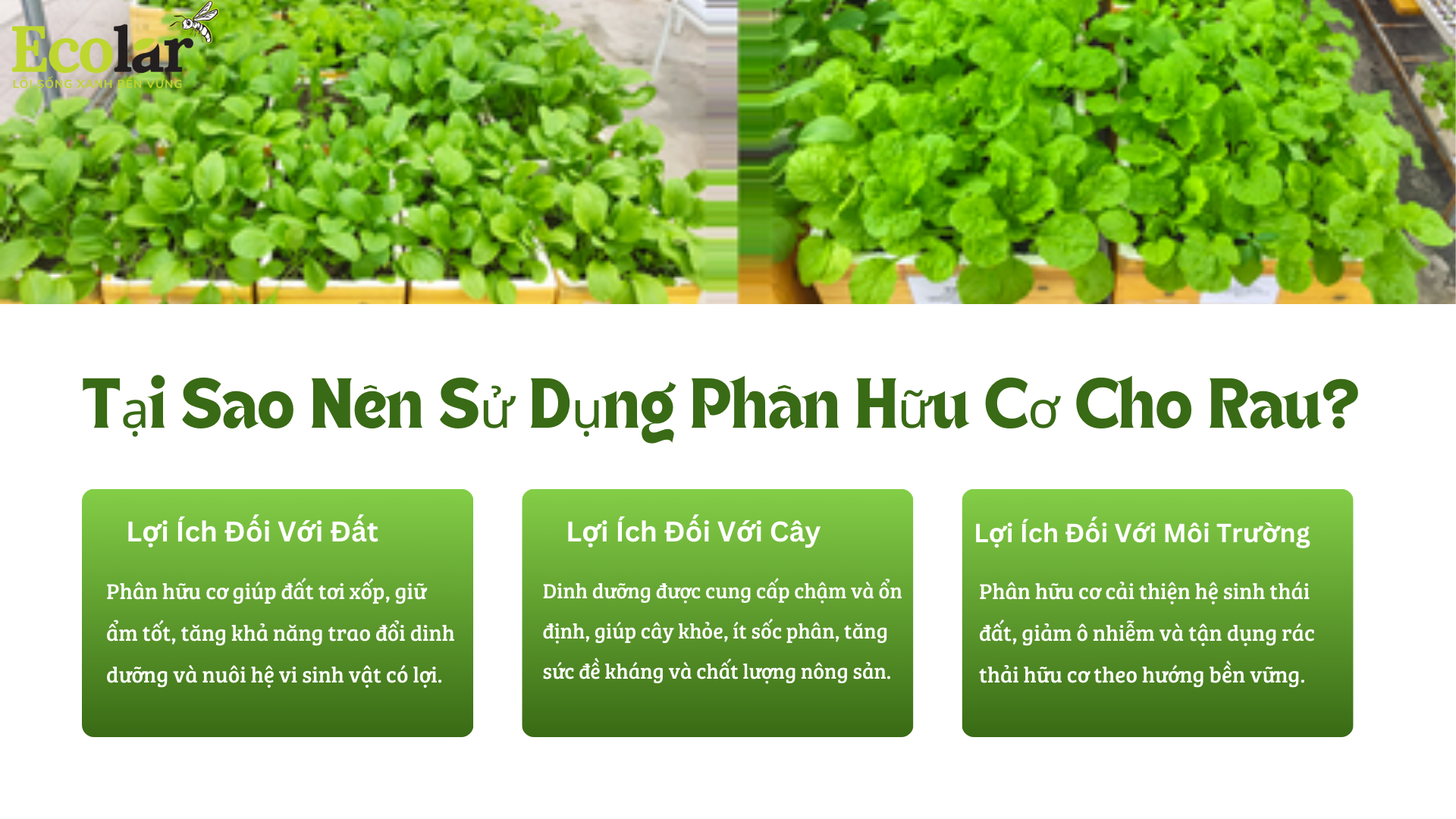 tai sao nen su dung pbhc Bao Bì Ánh Sáng - Chuyên Gia Bao Bì PP Dệt