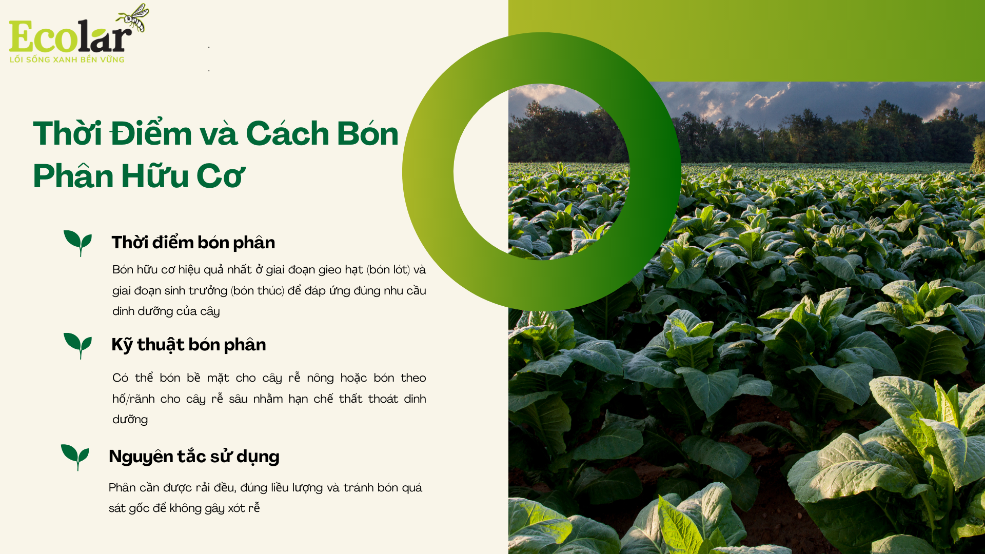 thoi diem va cach ban Bao Bì Ánh Sáng - Chuyên Gia Bao Bì PP Dệt