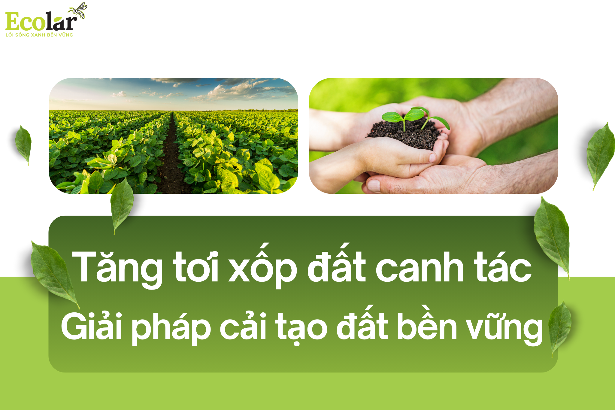 thum1 2 Bao Bì Ánh Sáng - Chuyên Gia Bao Bì PP Dệt