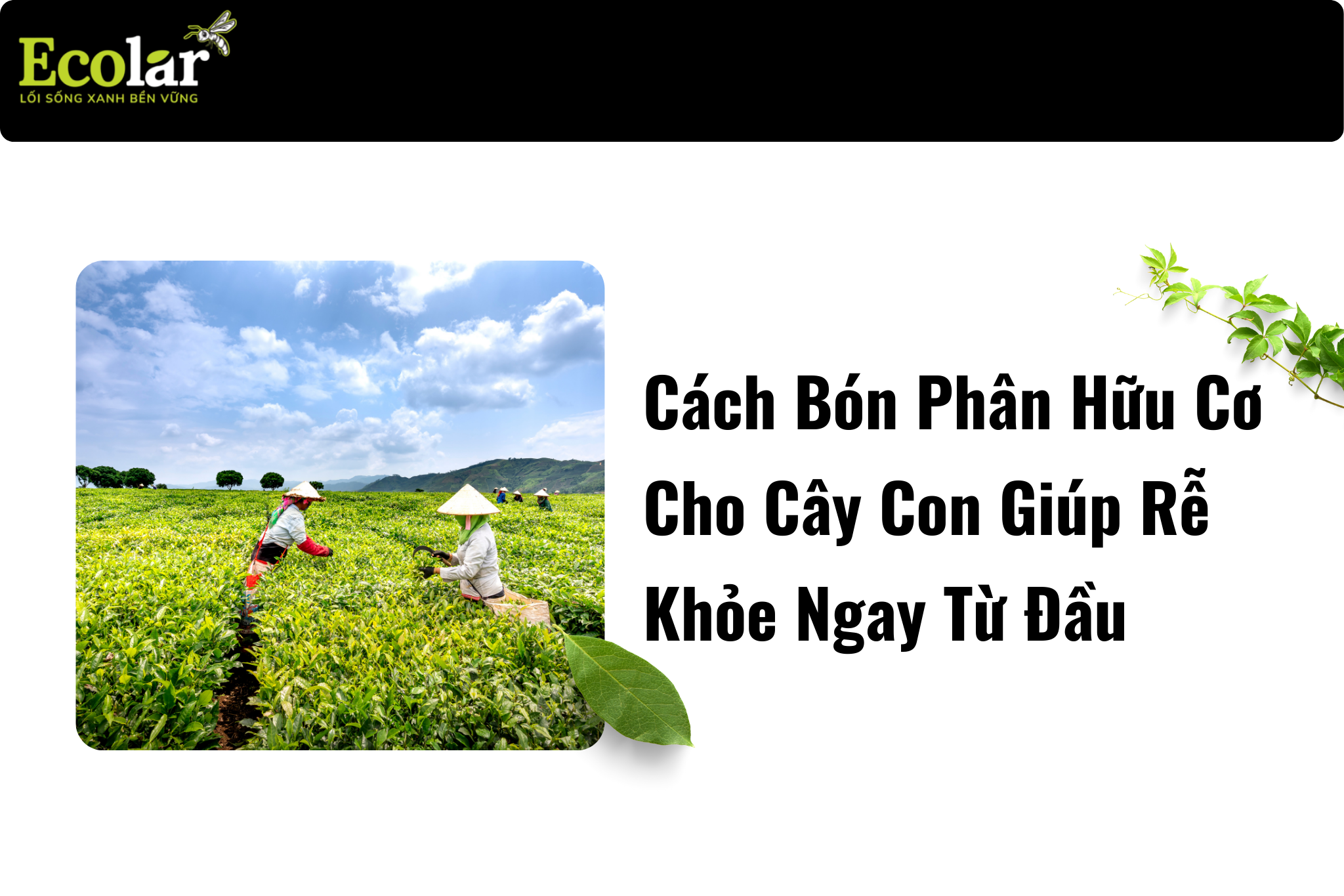 thum1 ne Bao Bì Ánh Sáng - Chuyên Gia Bao Bì PP Dệt