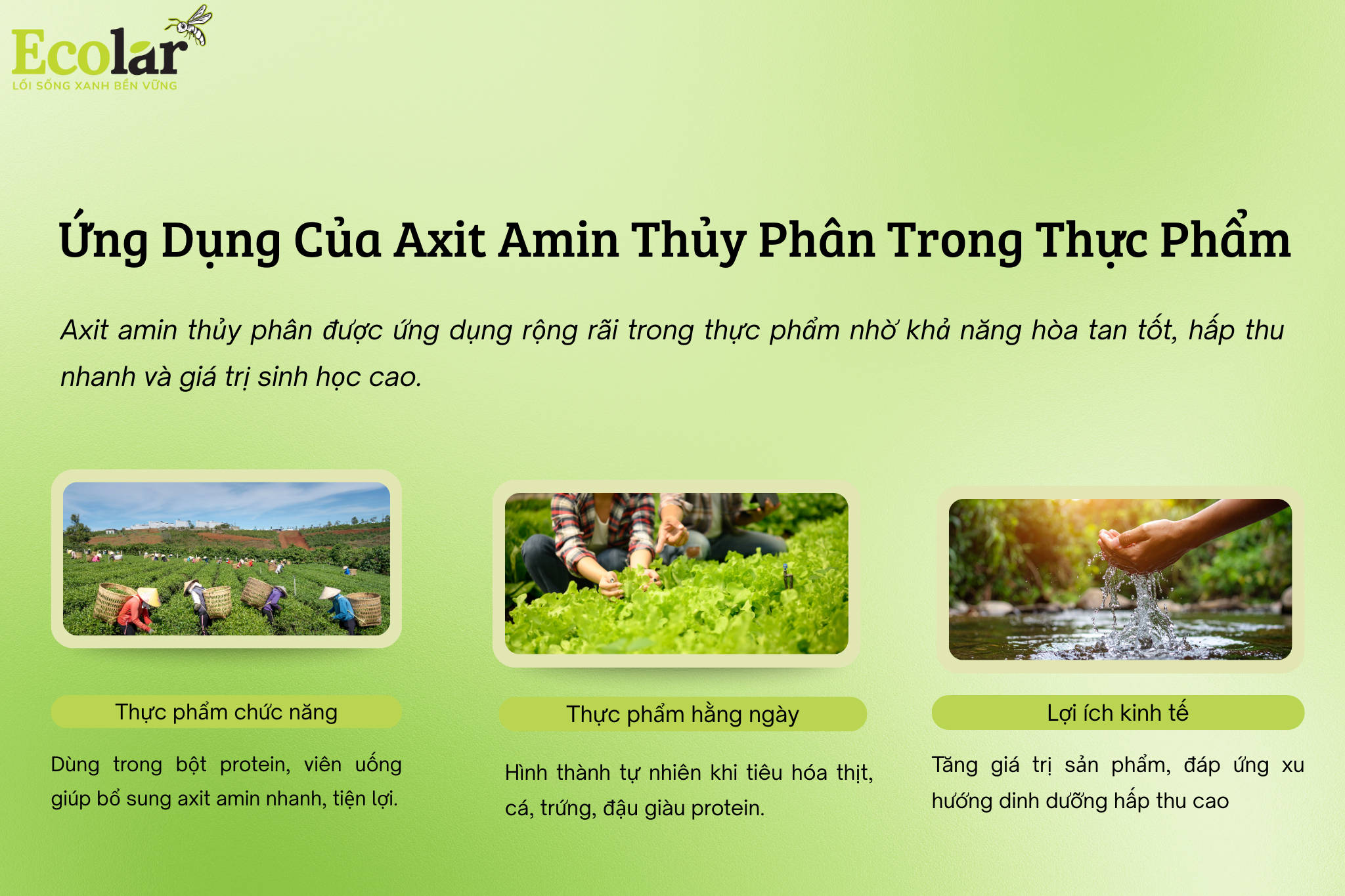 ung dung axit amin Bao Bì Ánh Sáng - Chuyên Gia Bao Bì PP Dệt