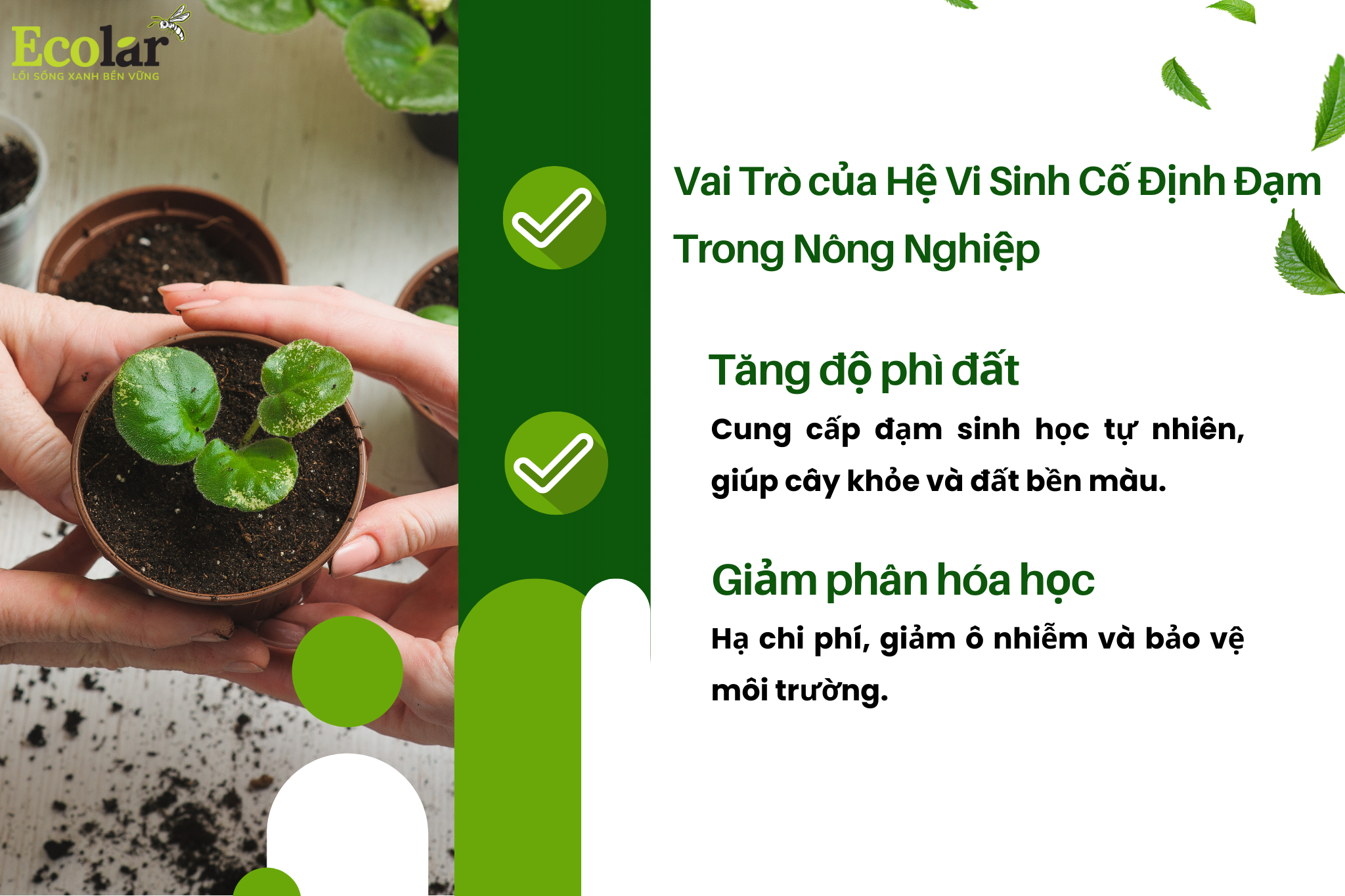 vai tro Bao Bì Ánh Sáng - Chuyên Gia Bao Bì PP Dệt